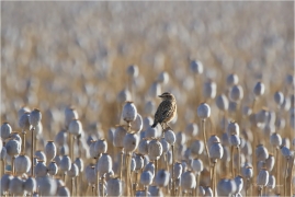 <p>BRAMBORNÍČEK HNĚDÝ (Saxicola rubetra) Šluknovsko - Jiříkov ----- /Whinchat – Braunkehlchen/</p>